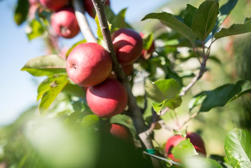 Weirouge Apfel Und Palabirne Alpenweit Magazin